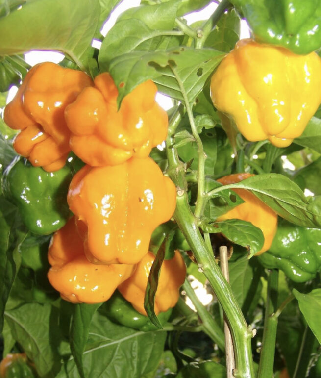 Yellow Scotch Bonnet | Hot Pepper Seeds | Organic | Heirloom