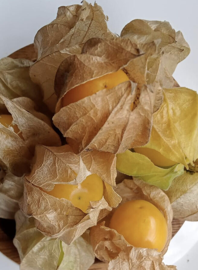 Aunt Molly's Ground Cherry | Heirloom | Organic