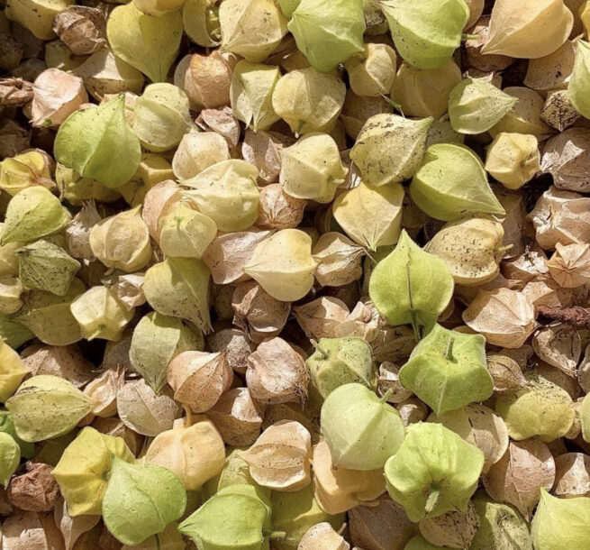 Aunt Molly's Ground Cherry | Heirloom | Organic