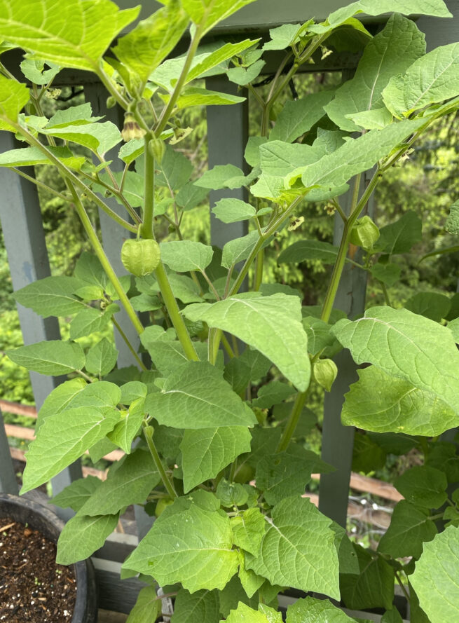 Aunt Molly's Ground Cherry | Heirloom | Organic