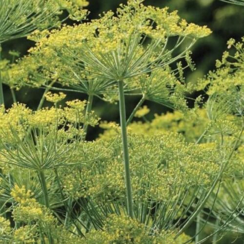 Bouquet Dill Seeds | Organic | Heirloom