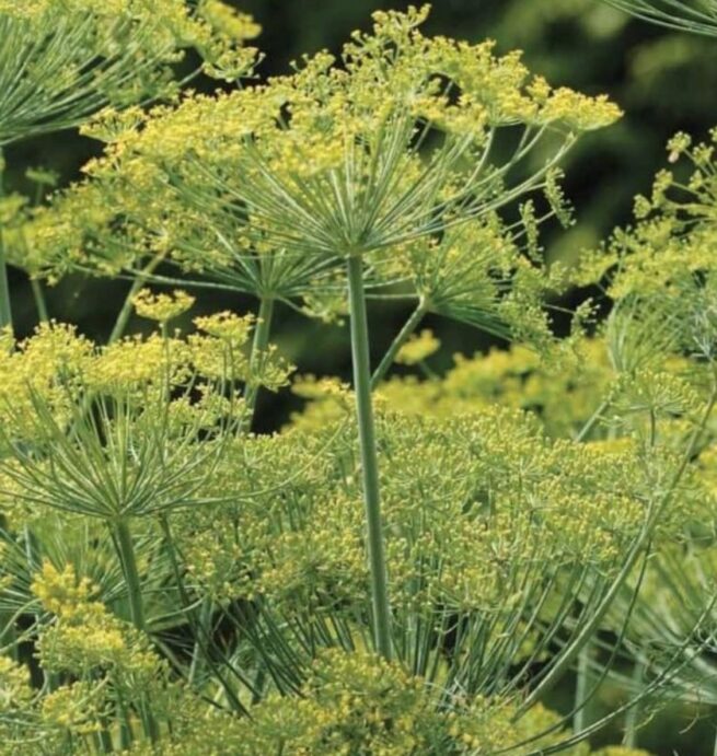 Bouquet Dill Seeds | Organic | Heirloom