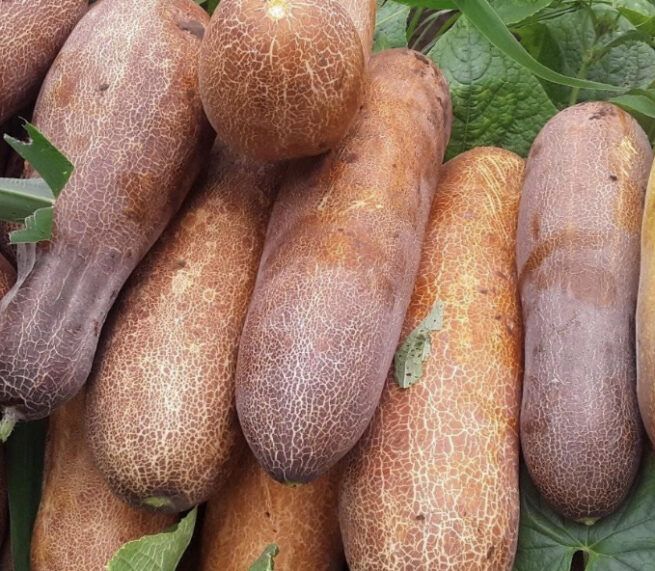 Russian Brown Cucumber Seeds | Heirloom | Organic