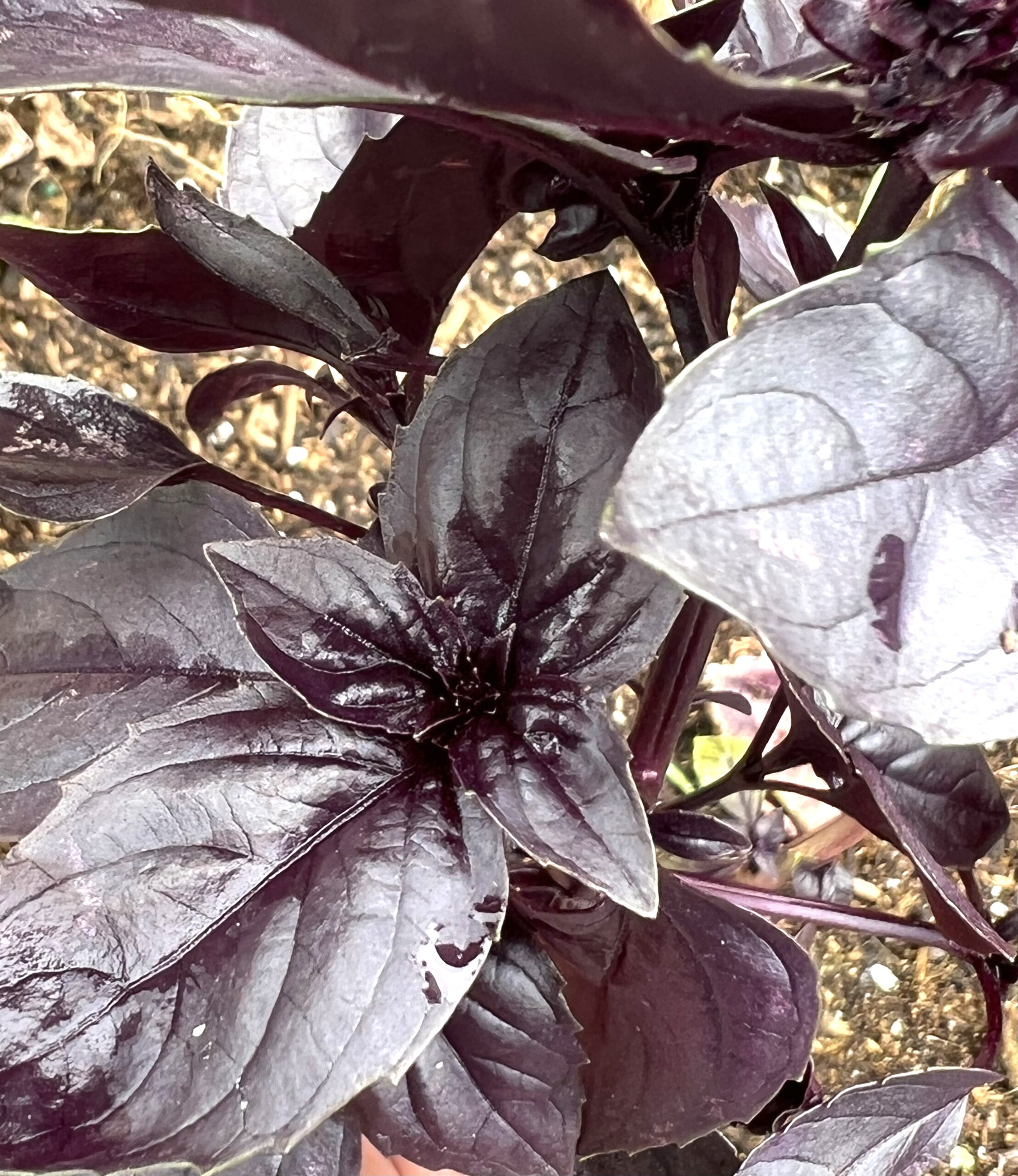 Dark Purple Opal Basil Seeds Heirloom Organic