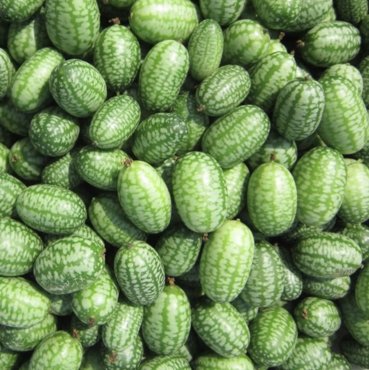 Mexican Sour Gherkin Seeds | Heirloom | Organic