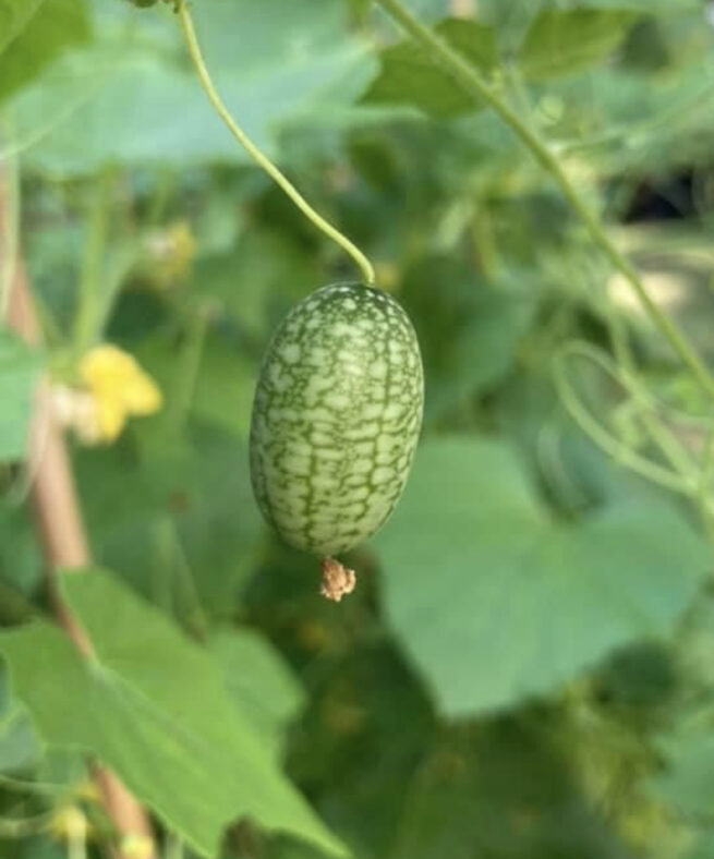 Mexican Sour Gherkin Seeds | Heirloom | Organic