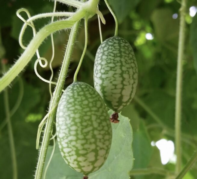 Mexican Sour Gherkin Seeds | Heirloom | Organic