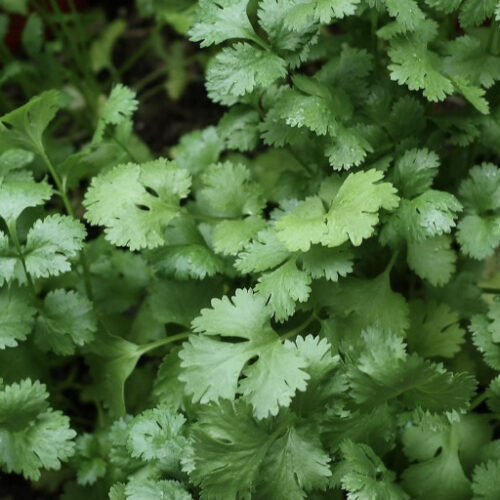 Slow Bolt Cilantro (Coriander) Seeds | Organic | Herb