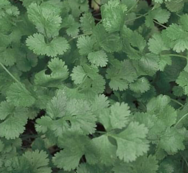 Slow Bolt Cilantro (Coriander) Seeds | Organic | Herb