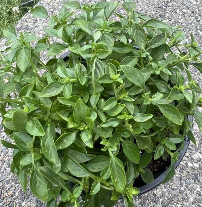 Spicy Globe Bush Basil Seeds | Heirloom | Organic