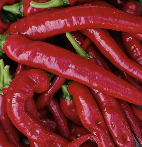 Large Red Thick Cayenne Pepper Seeds | Heirloom | Organic