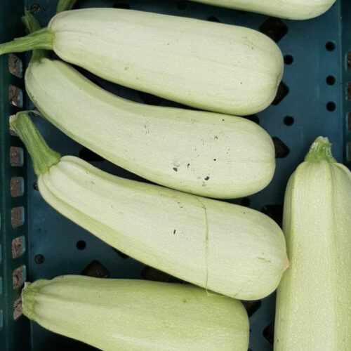 Trieste White Zucchini Seeds | Summer Squash | Heirloom | Organic