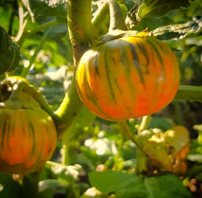 Turkish Orange Eggplant Seeds | Organic | Heirloom