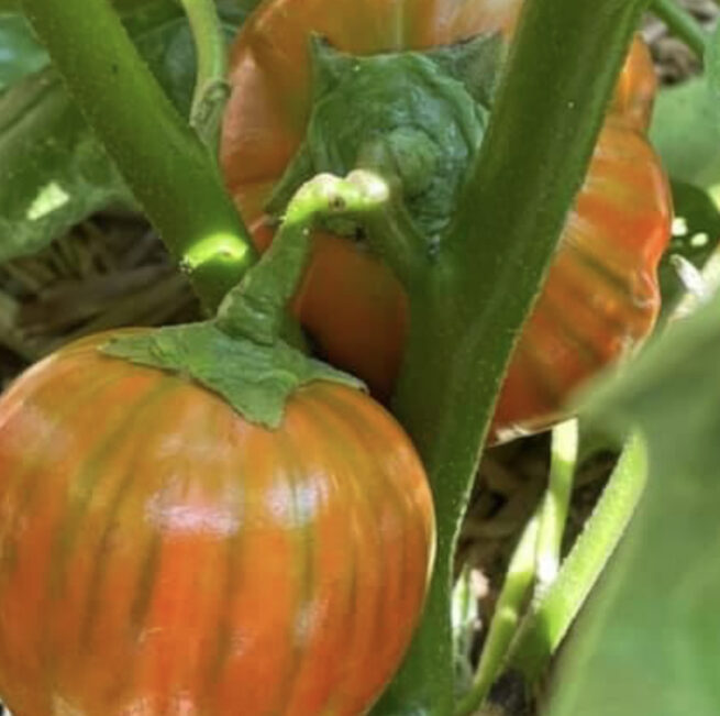 Turkish Orange Eggplant Seeds | Organic | Heirloom