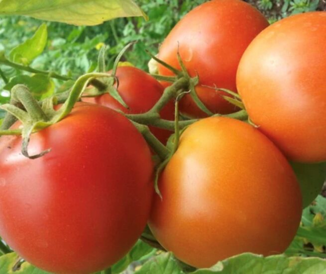 Bizhiki Tomato Seeds | Organic