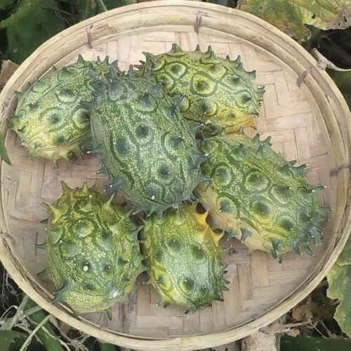 Jelly Melon Seeds | Heirloom | Organic | Aka African Horned Cucumber | Kiwano