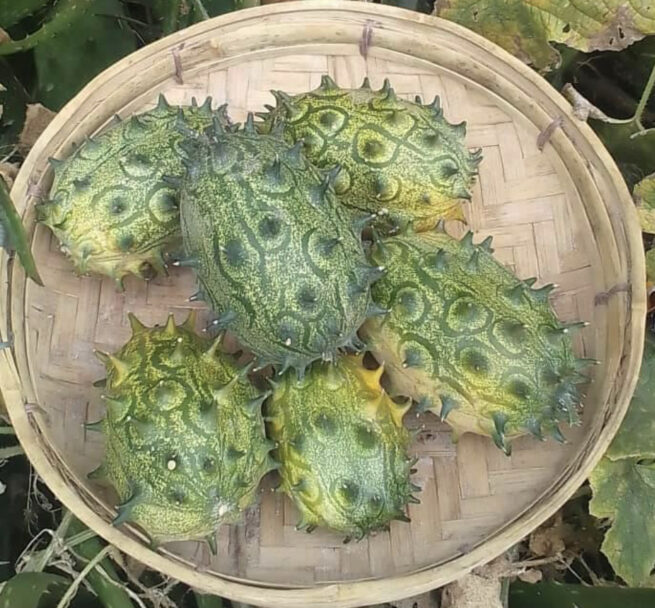 Jelly Melon Seeds | Heirloom | Organic | Aka African Horned Cucumber | Kiwano