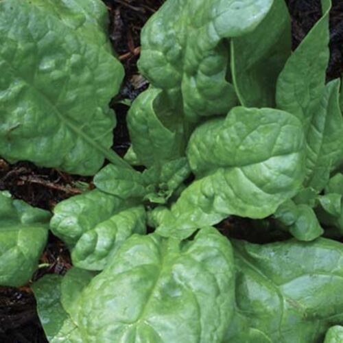 America Spinach Seeds | Organic