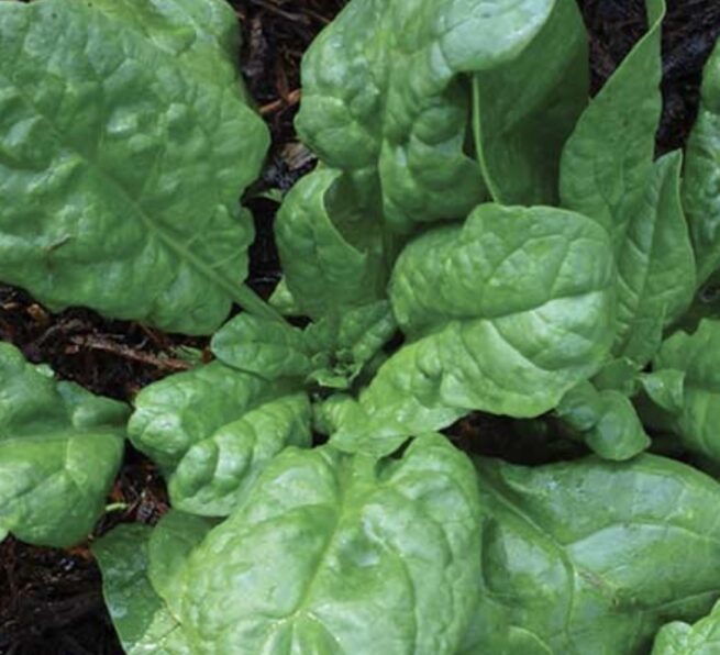 America Spinach Seeds | Organic