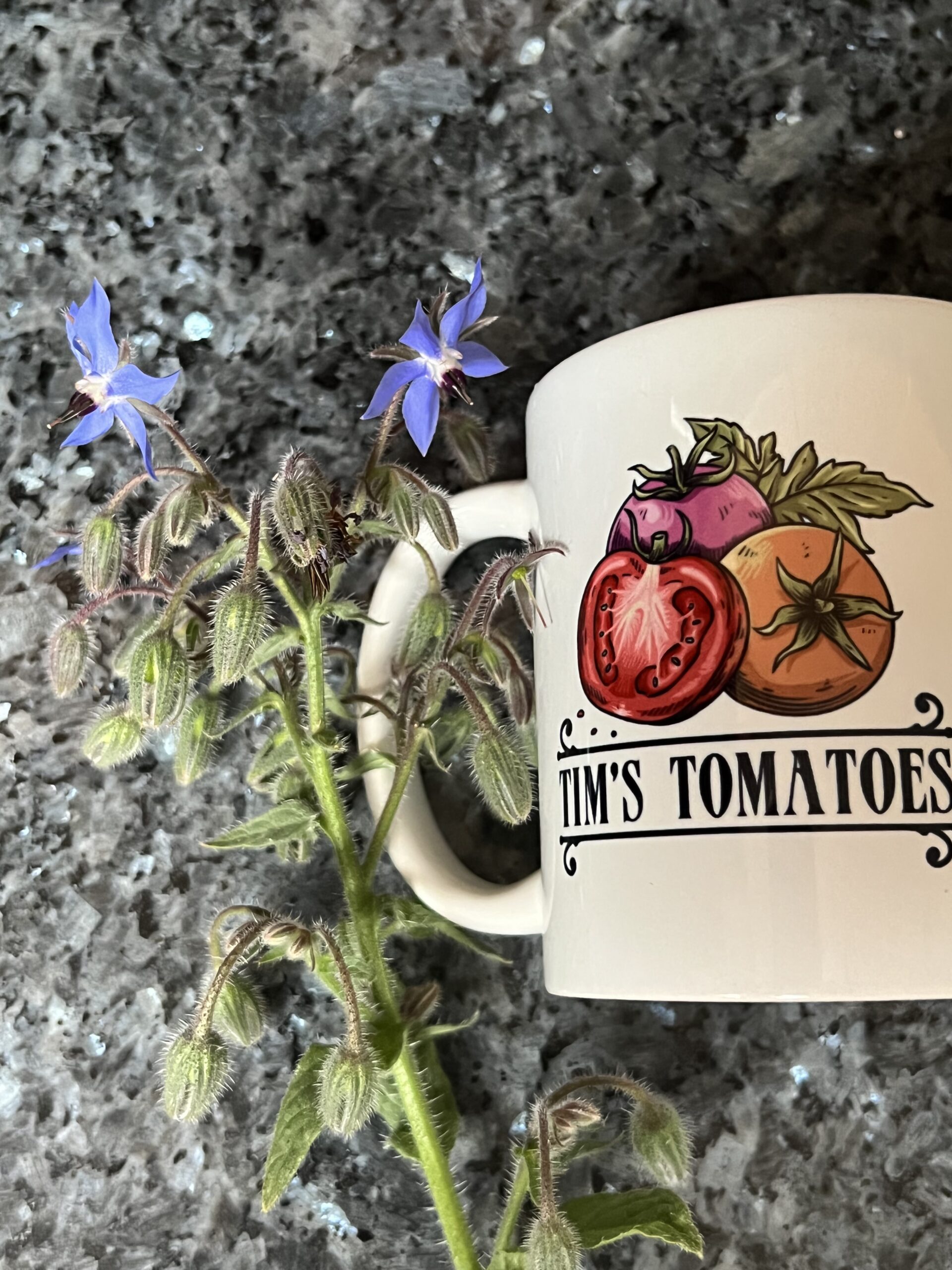 Borage Seeds | Heirloom | Organic