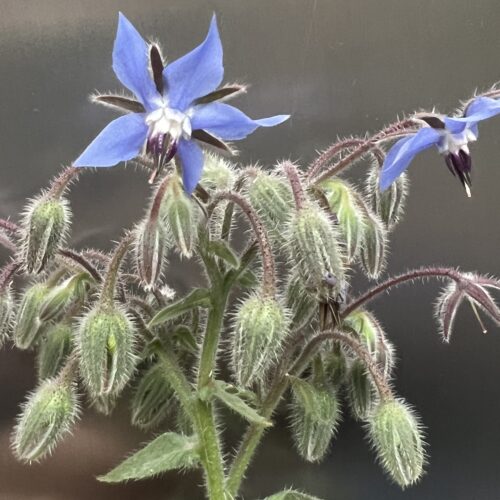 Borage Seeds | Heirloom | Organic