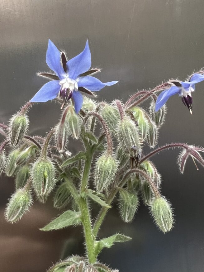 Borage Seeds | Heirloom | Organic