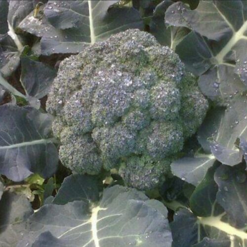 Calabrese Green Sprouting Broccoli Seeds | Heirloom | Organic