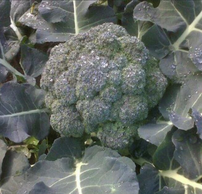 Calabrese Green Sprouting Broccoli Seeds | Heirloom | Organic