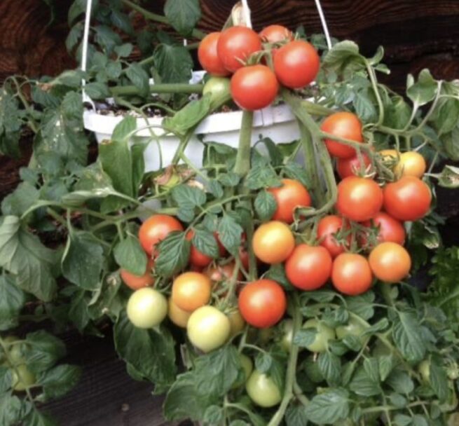 Cherry Falls Tomato Seeds | Organic