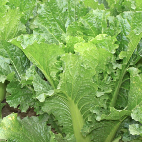 Michihili Chinese Cabbage Seeds | Heirloom | Organic