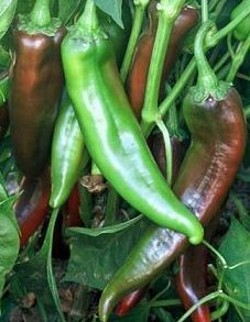Numex College 64 Pepper Seeds | Hot | Organic