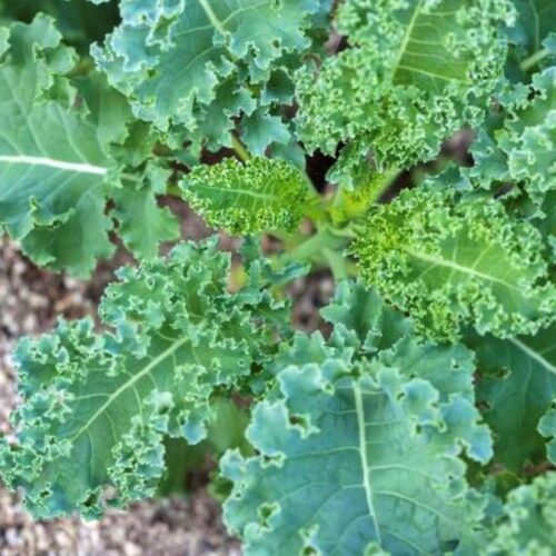 White Russian Kale Seeds | Organic