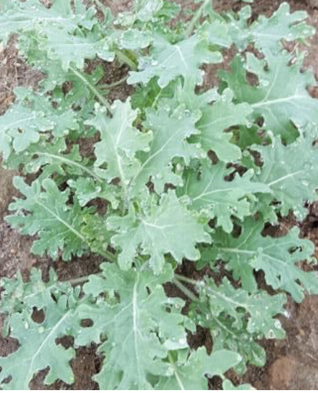 White Russian Kale Seeds | Organic