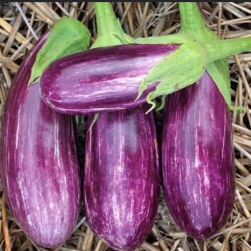 Pandora Striped Rose Eggplant | Organic