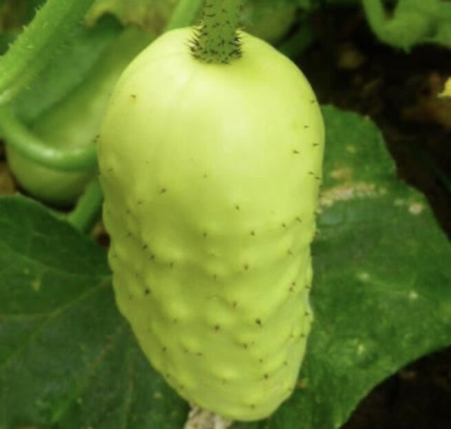 Boothby's Blonde Cucumber Seeds | Heirloom | Organic