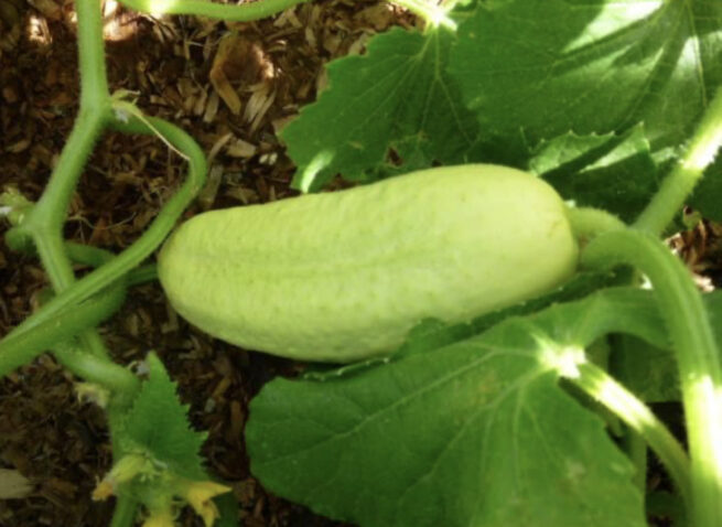 Boothby's Blonde Cucumber Seeds | Heirloom | Organic