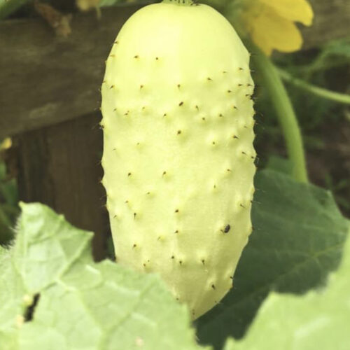 Boothby's Blonde Cucumber Seeds | Heirloom | Organic