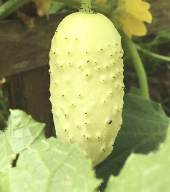 Boothby's Blonde Cucumber Seeds | Heirloom | Organic