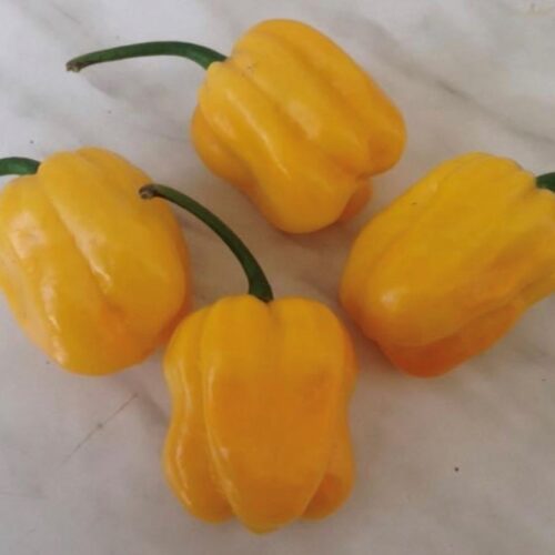 Caribbean Yellow Habanero Seeds | Organic