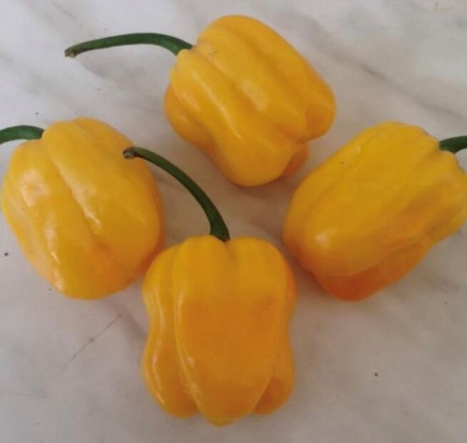 Caribbean Yellow Habanero Seeds | Organic