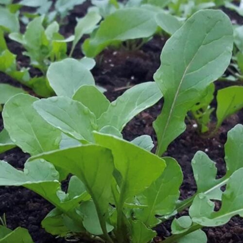 Rocket Arugula Seeds (Aka Roquette) | Heirloom | Organic