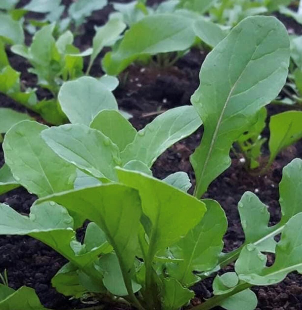 Rocket Arugula Seeds Aka Roquette Heirloom Tims Tomatoes