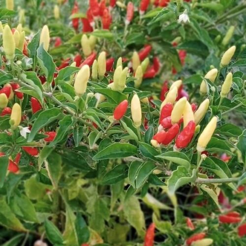 Tabasco Pepper Seeds | Hot | Heirloom | Organic