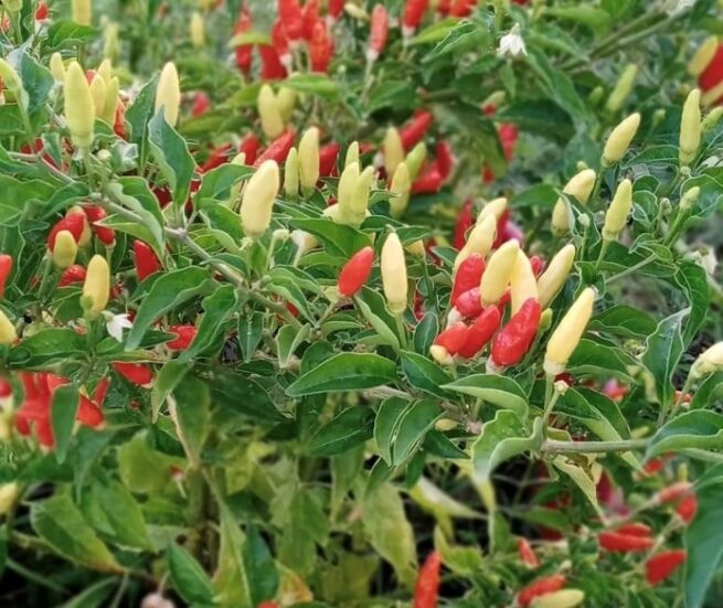 Tabasco Pepper Seeds | Hot | Heirloom | Organic