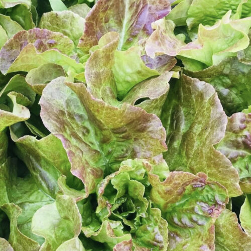 Bronze Mignonette Butterhead Lettuce Seeds | Heirloom | Organic