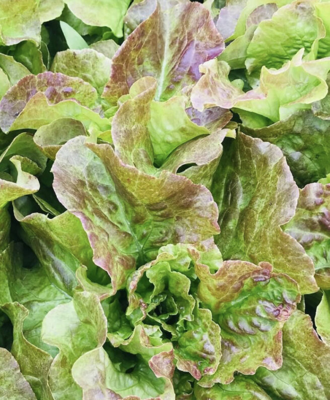 Bronze Mignonette Butterhead Lettuce Seeds | Heirloom | Organic