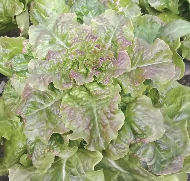 Bronze Mignonette Butterhead Lettuce Seeds | Heirloom - Image 2