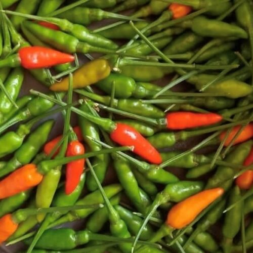 Garden Bird Thai Pepper Seeds | Hot Pepper | Heirloom | Organic