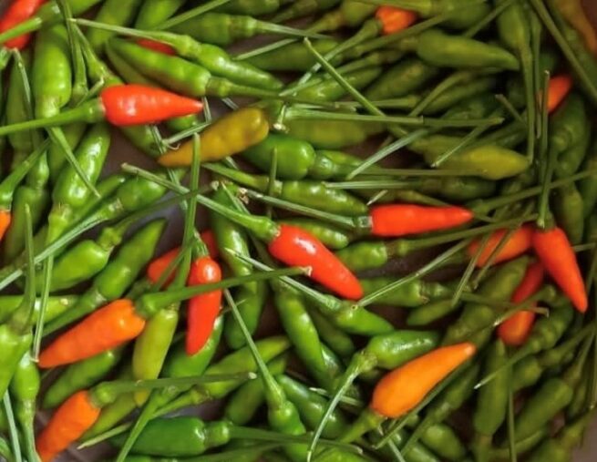 Garden Bird Thai Pepper Seeds | Hot Pepper | Heirloom | Organic