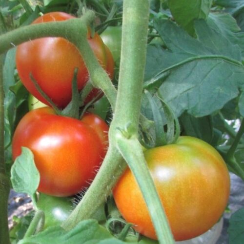 Independence Day Tomato Seeds | Organic